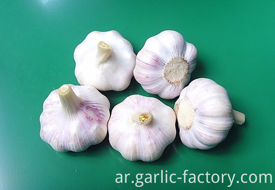 NORMAL WHITE FRESH GARLIC